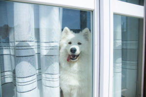 dog alone at home