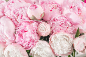 peony
