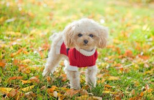 cute poodle dog