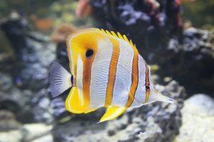 colorful fish