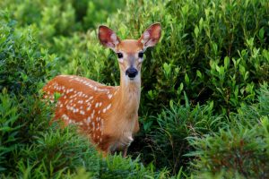 cute deer in the forest
